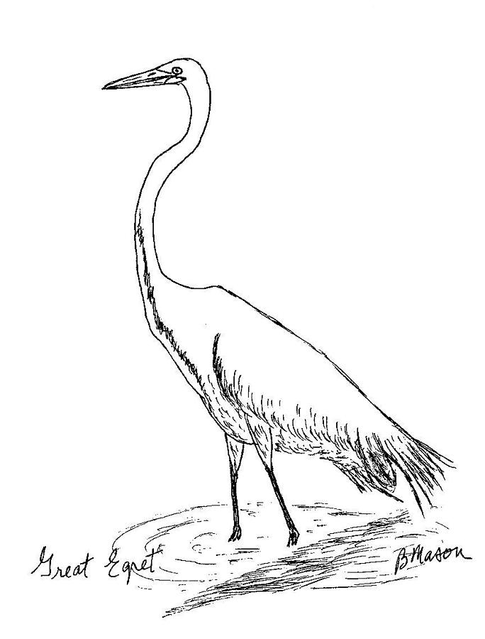 684x900 Great Egret Drawing By Becky Mason