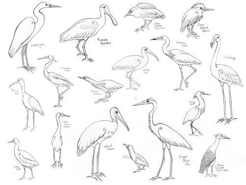 500x377 Herons, Egrets, Ibis, Spoonbill The Little Nuthatch