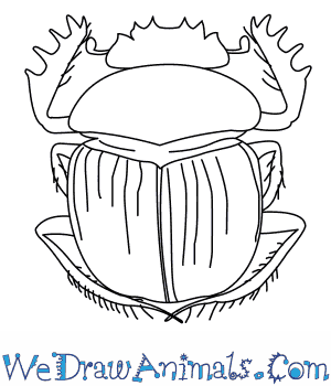 300x350 How To Draw A Dung Beetle