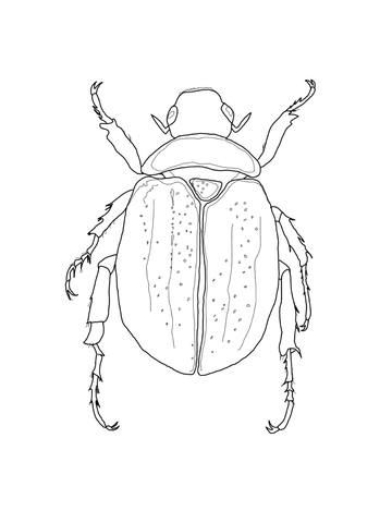 360x480 Scarab Beetle Coloring Page Free Printable Coloring Pages