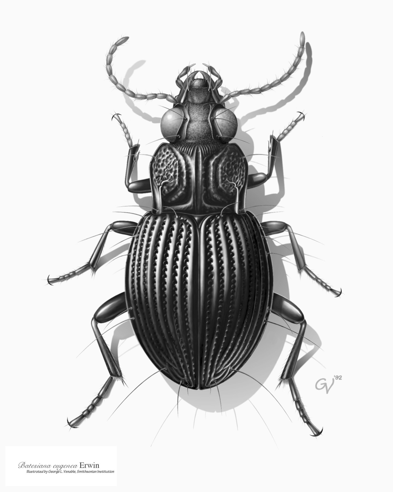1280x1600 Drawn Beatle Scarab Beetle
