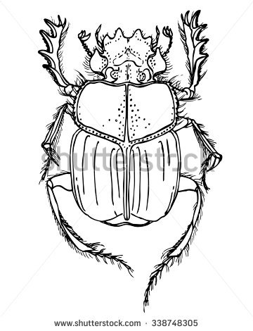 360x470 Drawn Beetle Detailed