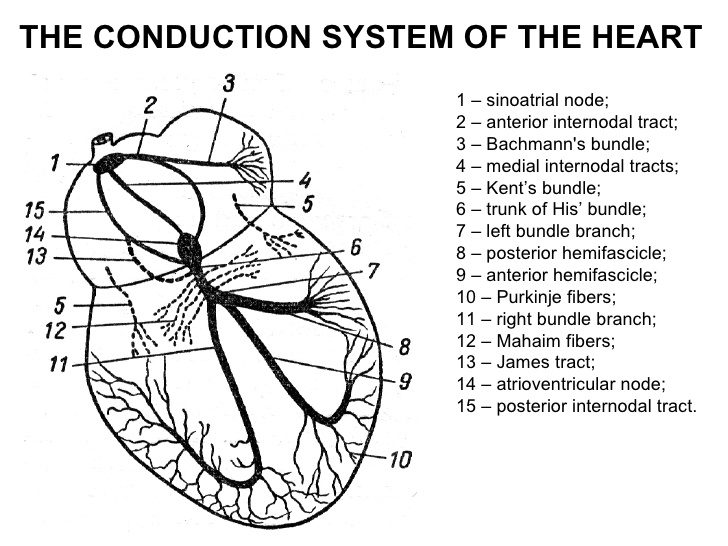 728x546 Ecg Lecture