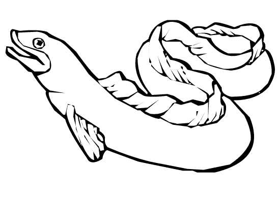 548x392 Eel Coloring Pages