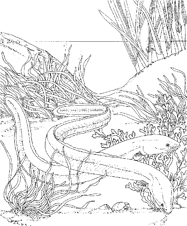 628x760 Eel Coloring Page