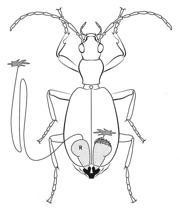 600x706 Hyc Adventures