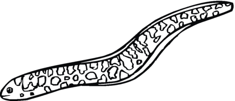 480x206 Moray Eel Coloring Page Free Printable Coloring Pages