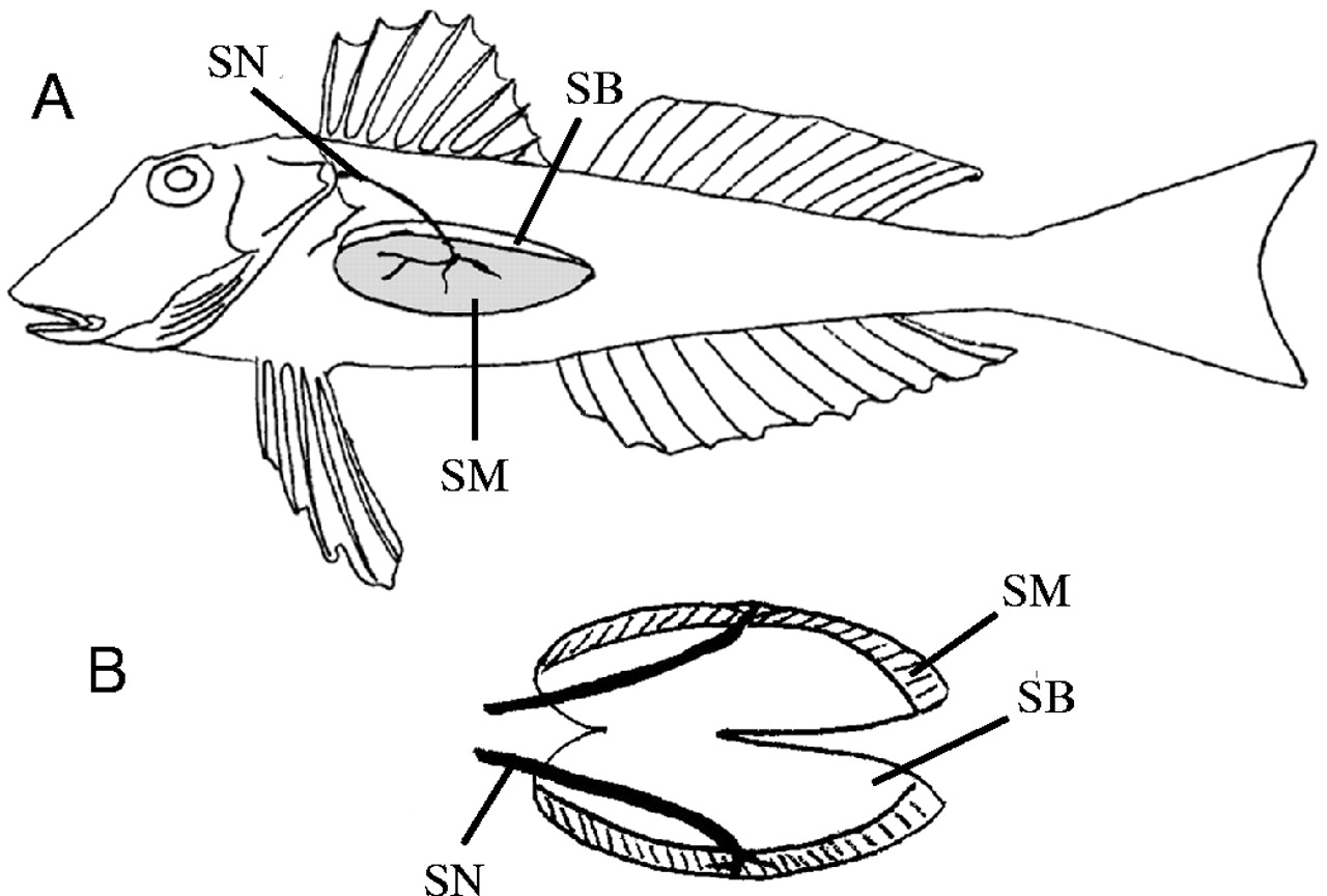 1280x864 Sound Generation In The Searobin (Prionotus Carolinus), A Fish