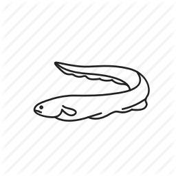256x256 Anguilliformes, Eel, Electric Eel, Elongated Fish, Fish, Sea Snake