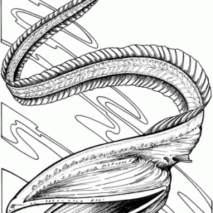 308x308 Awesome Book Eels Coloring Pages