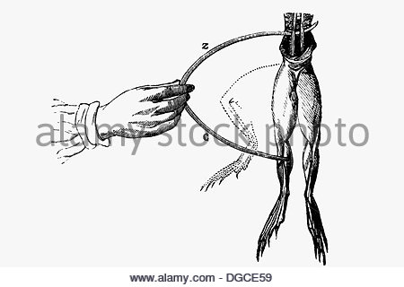 450x320 Galvani Frog Experiment, 1780 Stock Photo 135042736