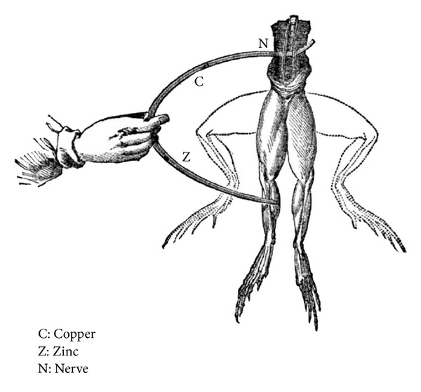 600x558 Electrical Stimulation Of A Frog Nerve. It Was Found That