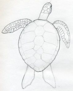 236x296 Learn How To Draw A Sea Turtle Using These Easy Instructions