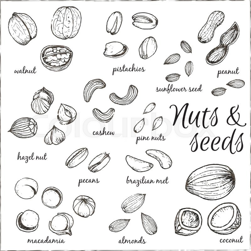 800x799 Nuts Collection Drawings. Sketches. Hand Drawing. Vector