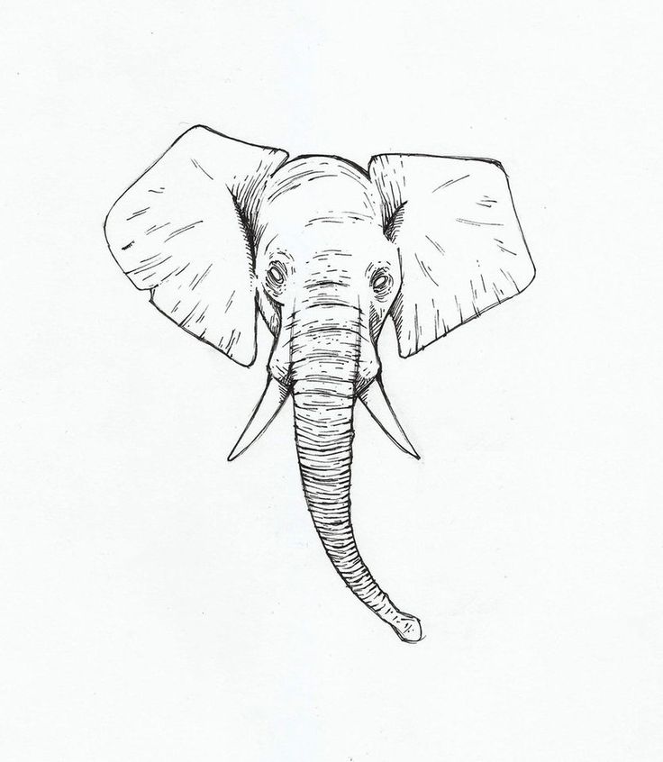 736x846 The Best Elephant Head Tattoo Ideas On Elephant