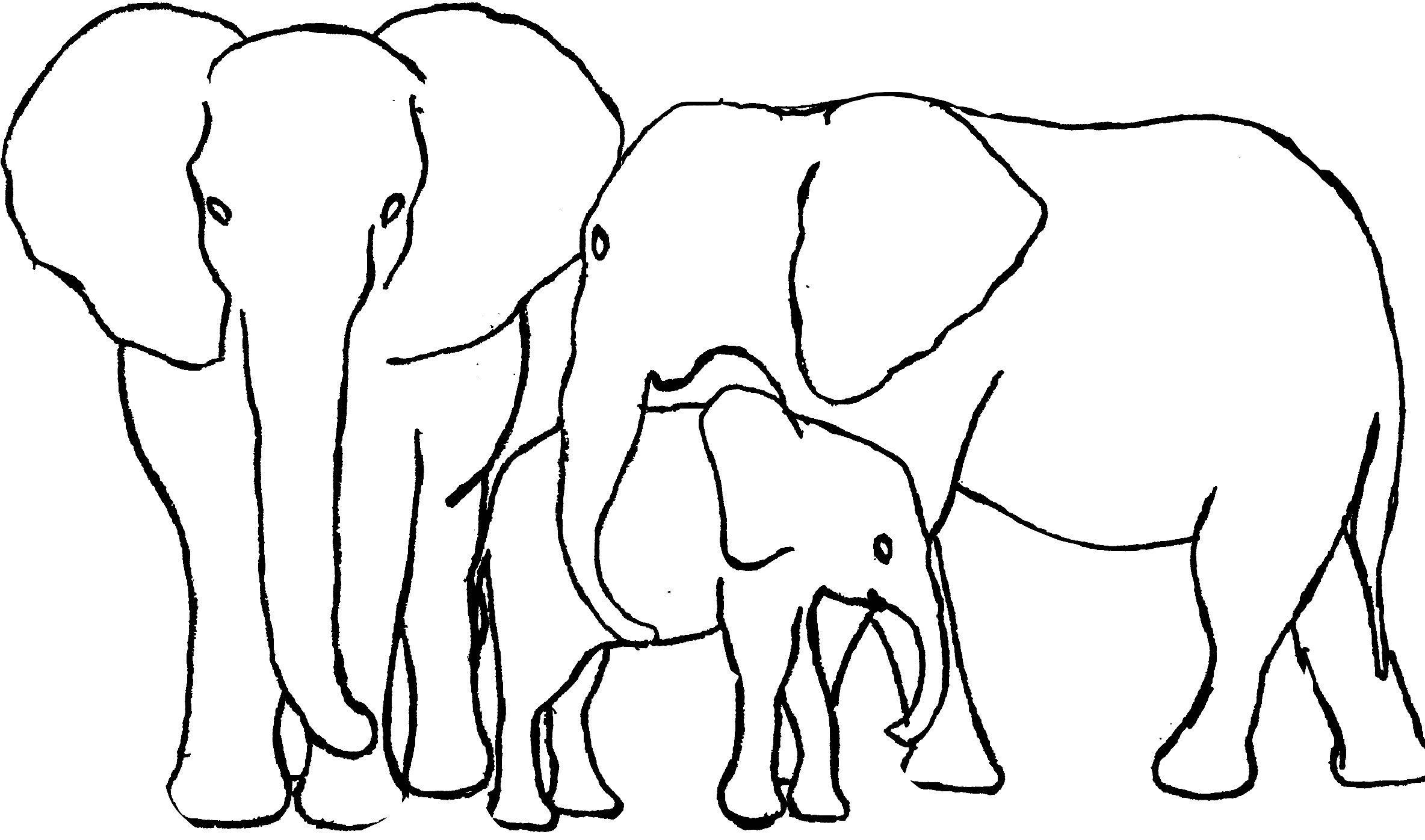 2368x1396 The Newest Elephants Images On Picsart.