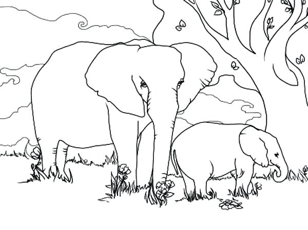 600x449 Elephant And Baby Under The Tree Coloring Pages Sheets For Murs