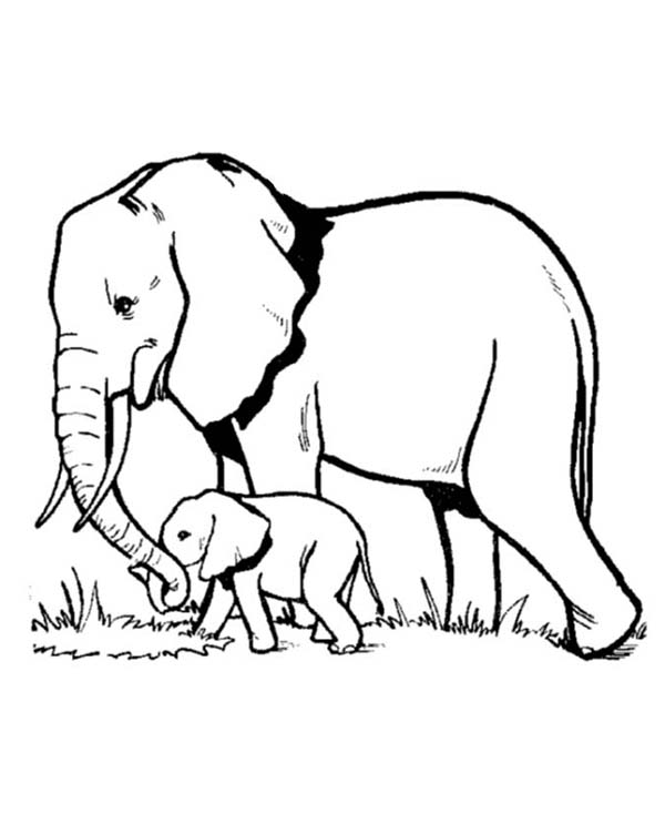 600x734 Elephant And Baby Elephant Looking For Fresh Grass Coloring Page
