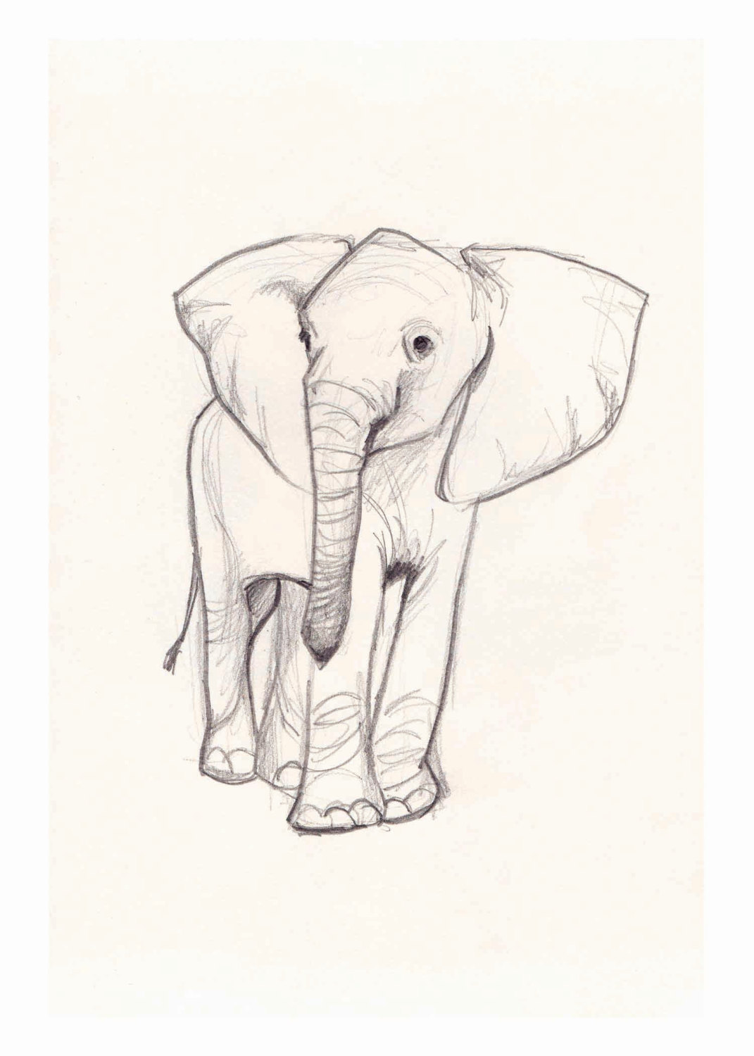 1071x1500 Modest How To Draw A Baby Elephant 12