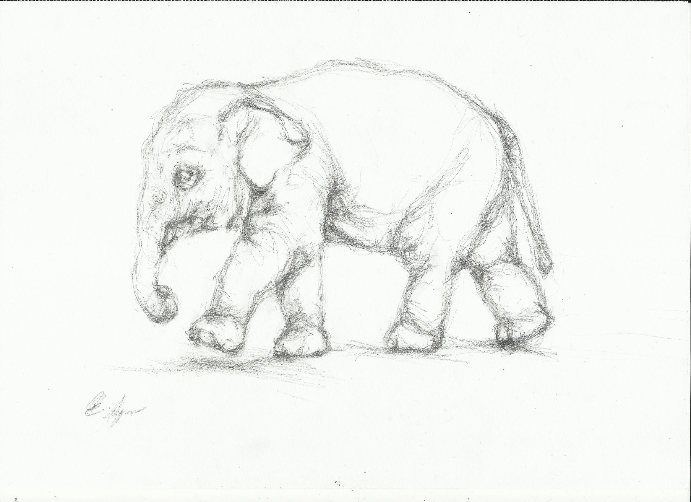 2338x1700 Pencil Drawing Of An Elephant Elephant Sketch Tag Archives