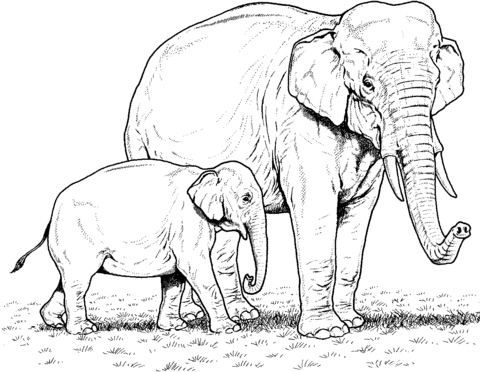 480x372 Indian Elephant Baby And Mother Coloring Page Free Printable
