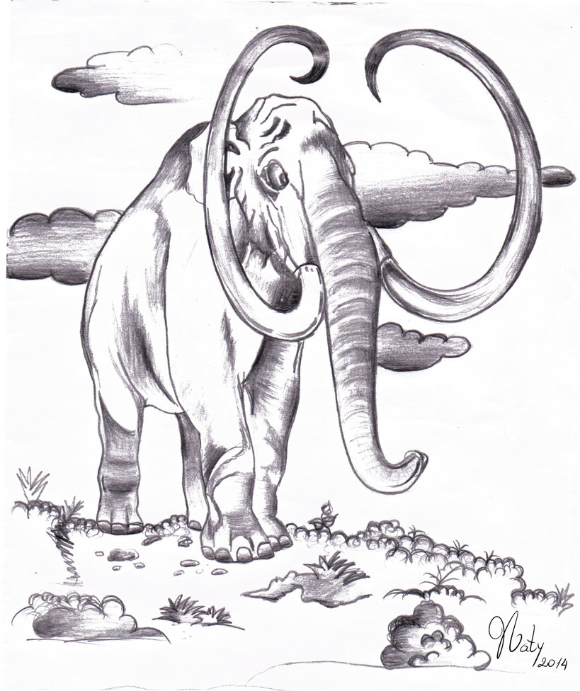 819x976 Mamut Carboncillo