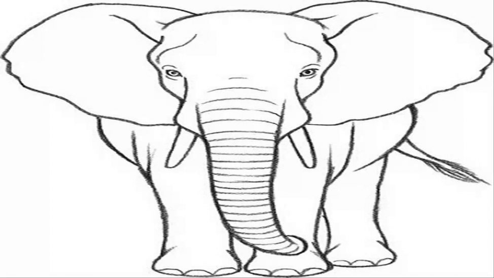 974x548 Coloring Pages Elephant Drawing Image Elephant Image Line
