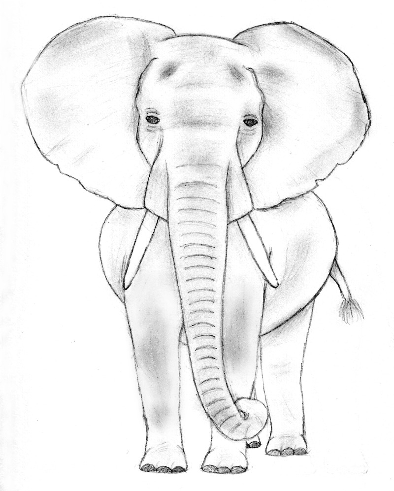 800x997 Elephant Sketch 1 By Therebelwithnocause