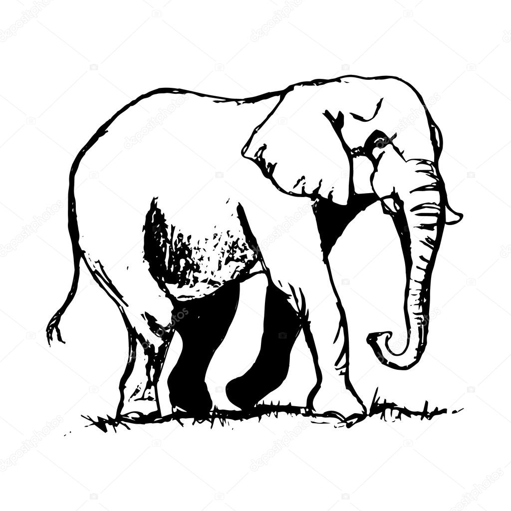 1024x1024 Elephant Outline Drawing Stock Vector Mila Endo