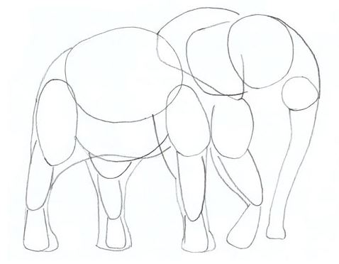 478x372 How To Draw An Elephant