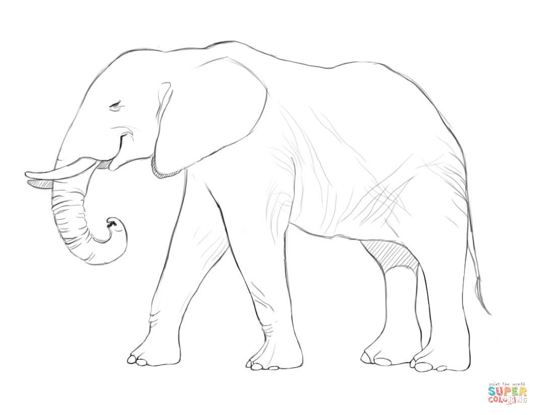 1068x824 African Elephant Coloring Page Free Printable Coloring Pages