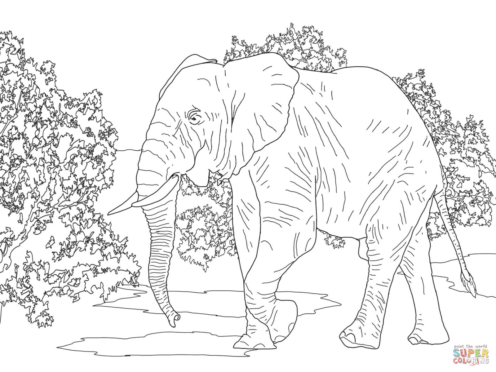 1600x1200 African Forest Elephant Walking Coloring Page Free Printable