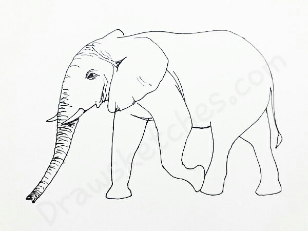 600x450 How To Draw An Elephant In 13 Easy And Detailed Steps With (Pictures)