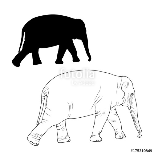 500x500 Elephant Adult Animal Detailed Outline Sketch Drawing And Black