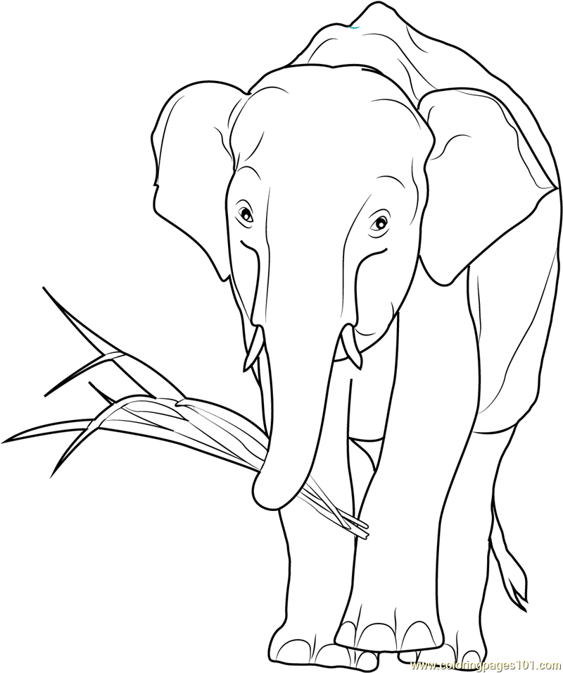 800x955 African Elephant Eating Coloring Page