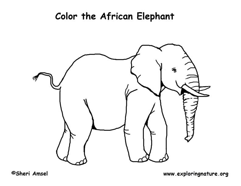 792x612 Elephant (African) Coloring Page