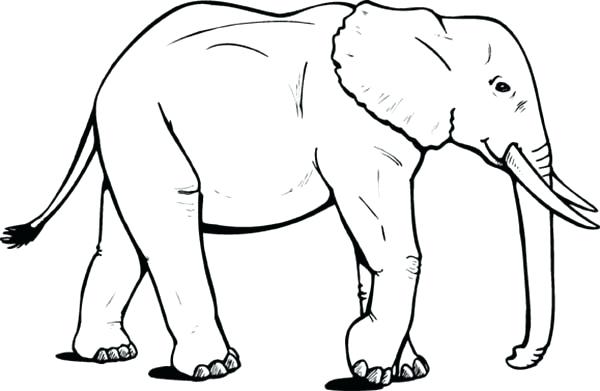 600x391 Amazing Coloring Pages Of Elephants And Baby Elephant Drawing