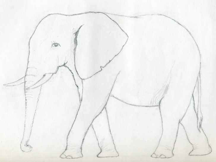 728x546 Elephant Drawings