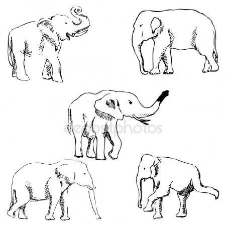 450x450 Elephants. A Sketch By Hand. Pencil Drawing Stock Vector