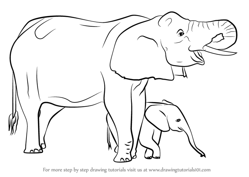800x567 Learn How To Draw An Elephant Mother And Baby (Other Animals) Step