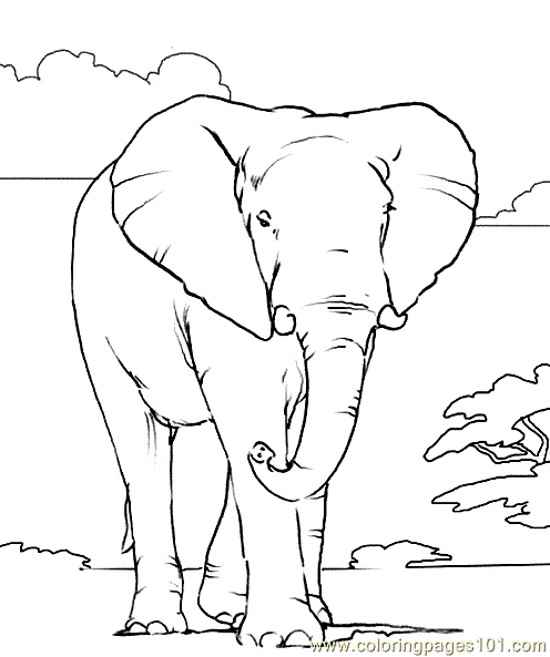 496x593 Drawing African Elephant Coloring Page