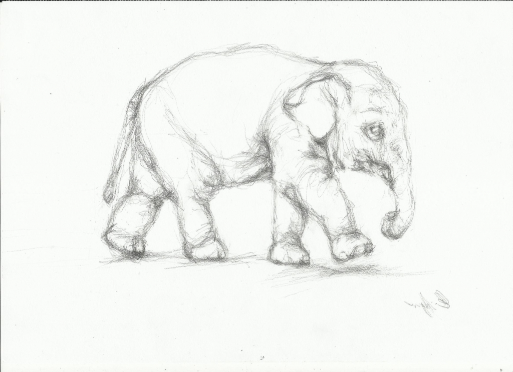 1024x744 Elephant Pencil Drawing Pencil Drawing Elephant Pencil Sketch