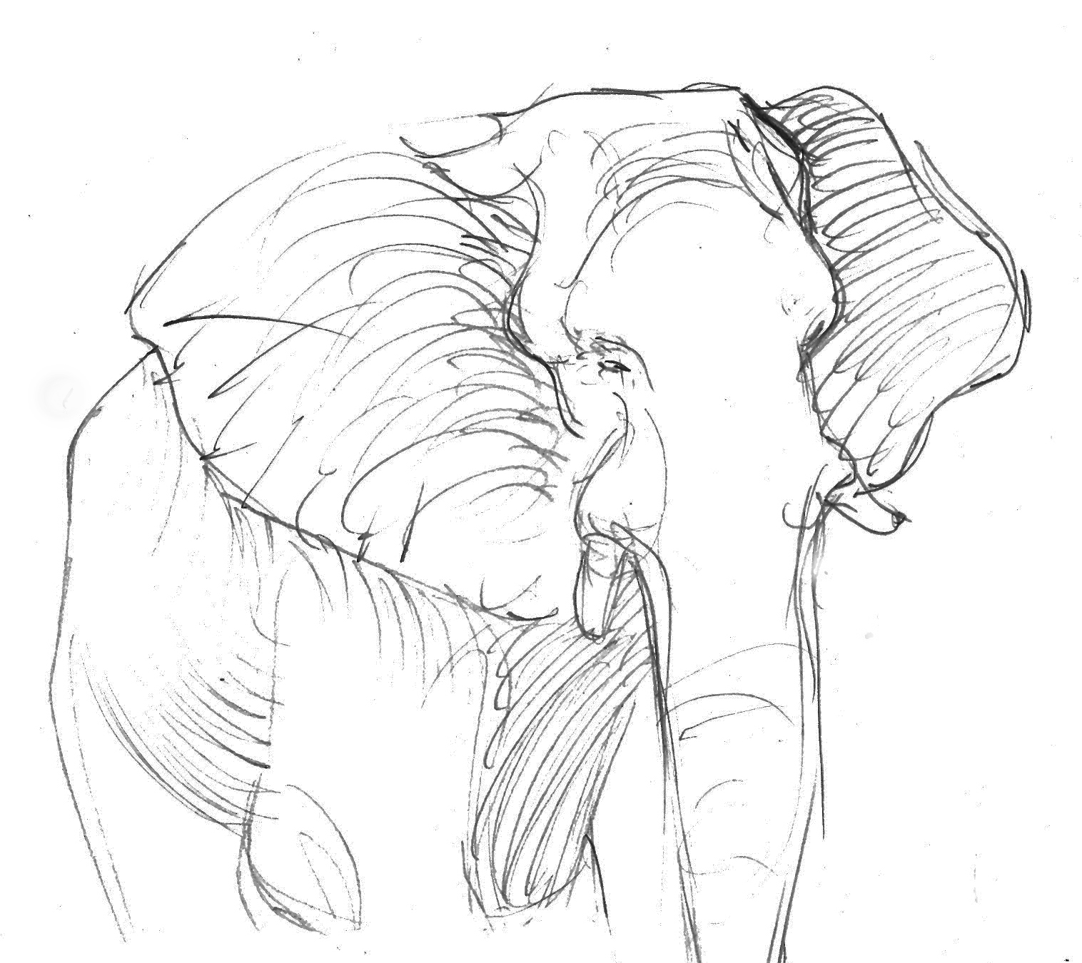 1516x1350 Elephant Drawings Drawing Pics