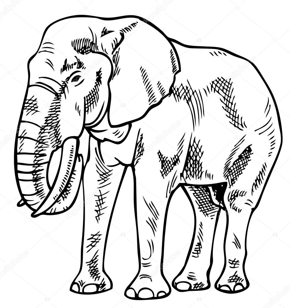 962x1023 Elephant Drawing Stock Vector Olga1983siv1