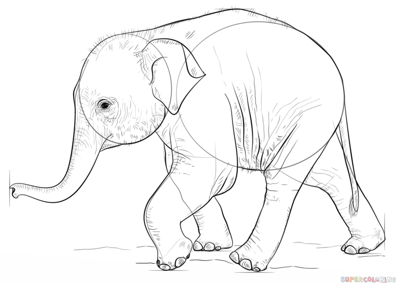 802x575 How To Draw A Baby Elephant Step By Step Drawing Tutorials