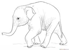 236x169 How To Draw A Baby Elephant Step By Step. Drawing Tutorials