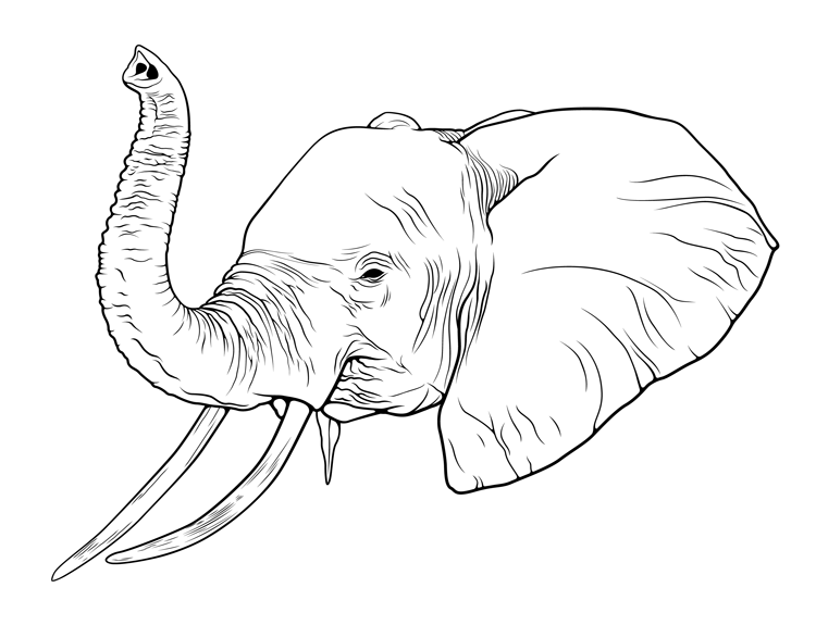 750x575 Simple Elephant Drawing Trunk Up