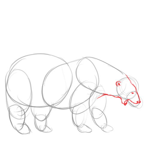 500x500 How To Draw A Polar Bear 14 Steps (With Pictures)