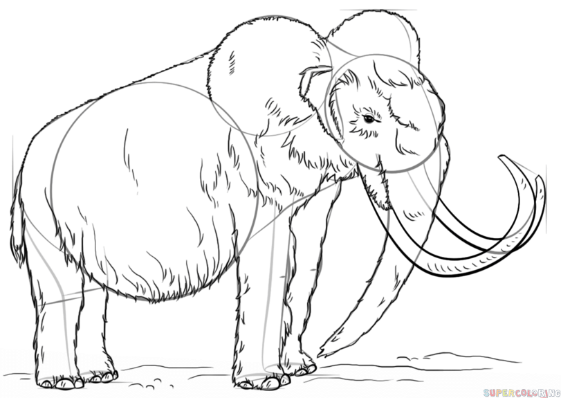811x575 How To Draw A Woolly Mammoth Step By Step Drawing Tutorials