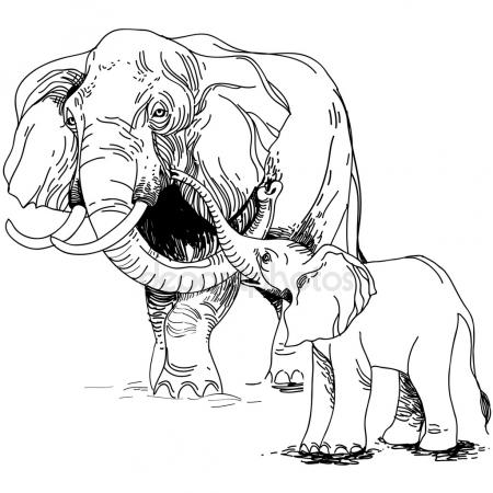 450x450 Baby Elephant Trunk Stock Vectors, Royalty Free Baby Elephant